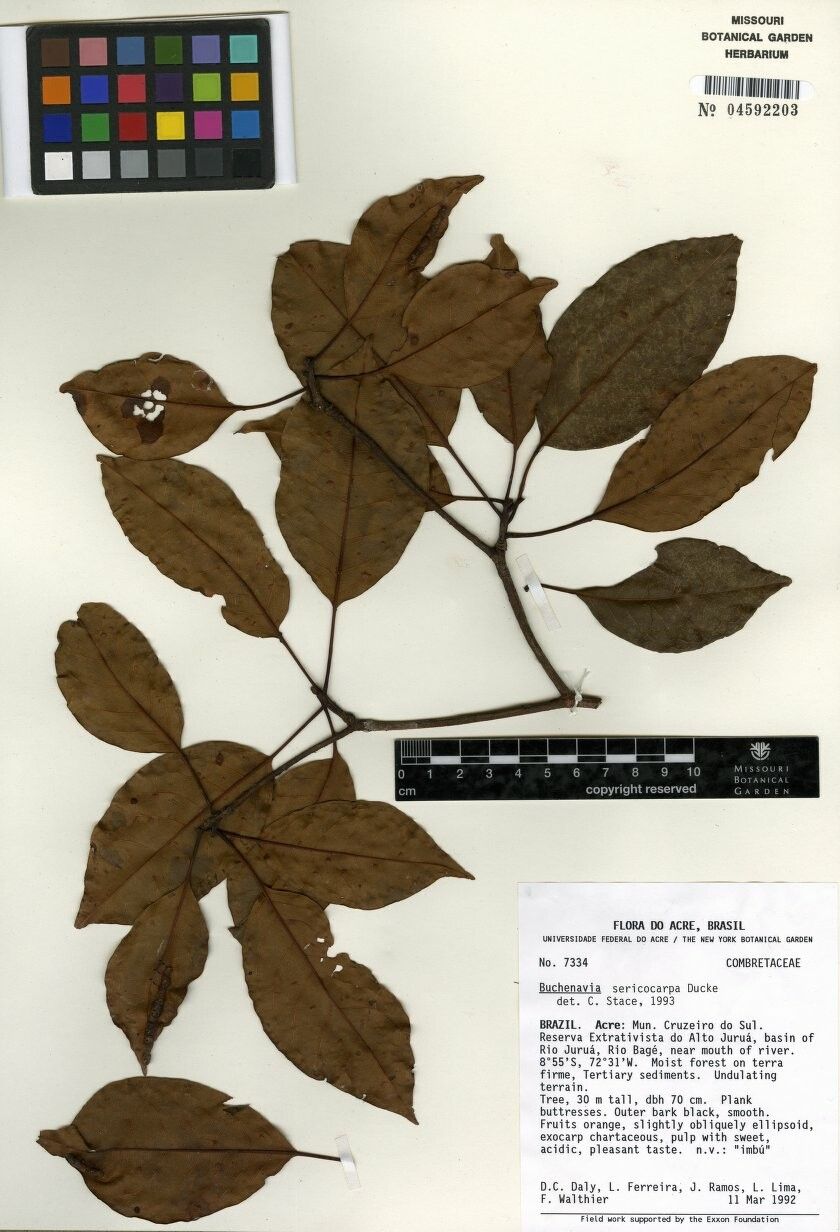 Terminalia duckei — search result for 'Terminalia'
