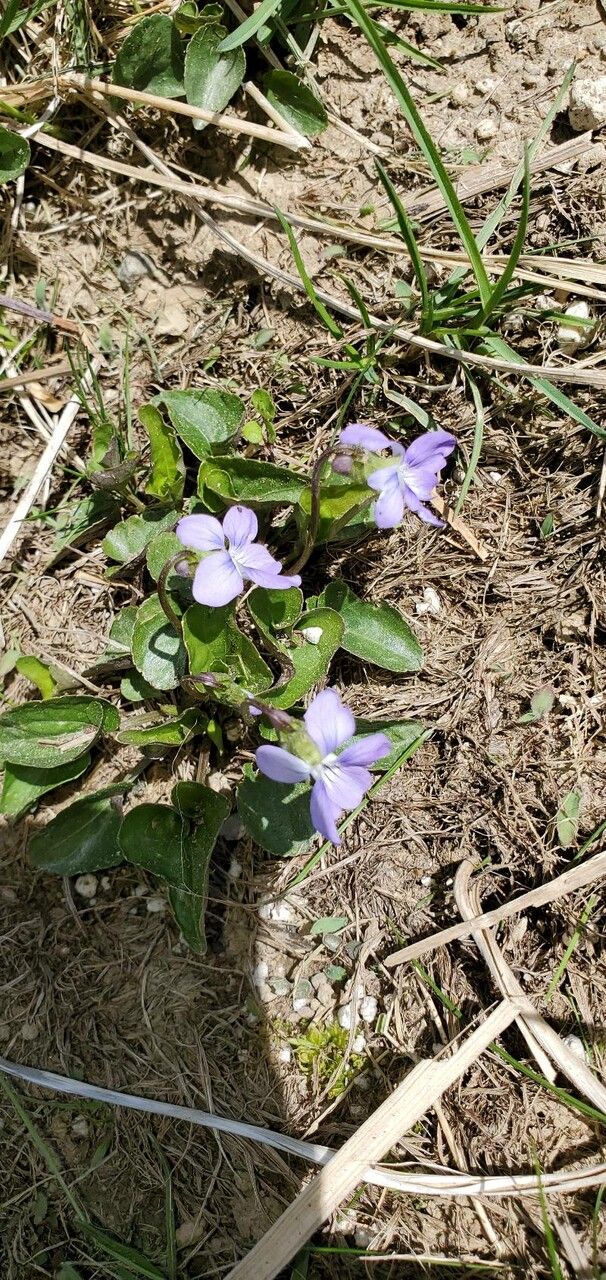 Viola sagittata flower