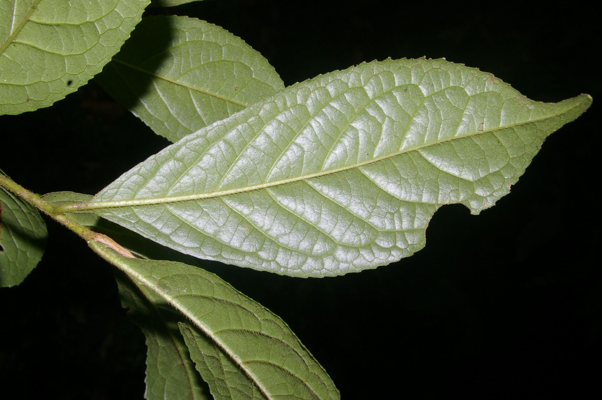 Symplocos panamensis leaf