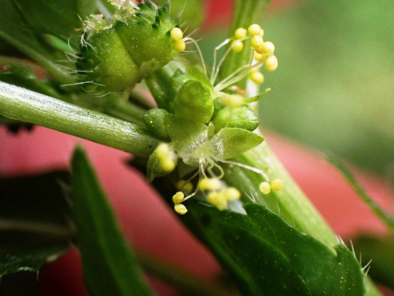 Mercurialis ambigua flower