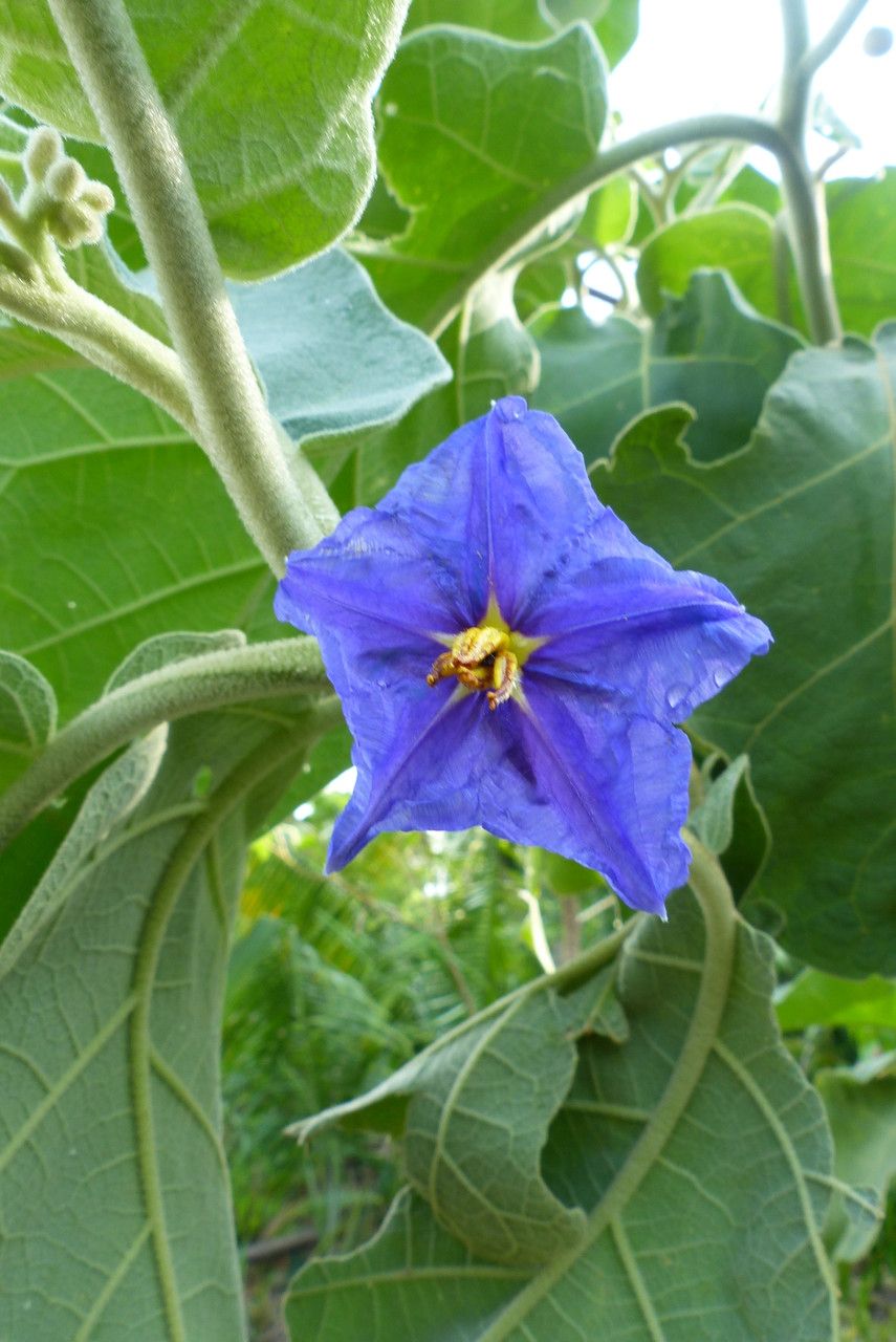 Solanum wrightii flower