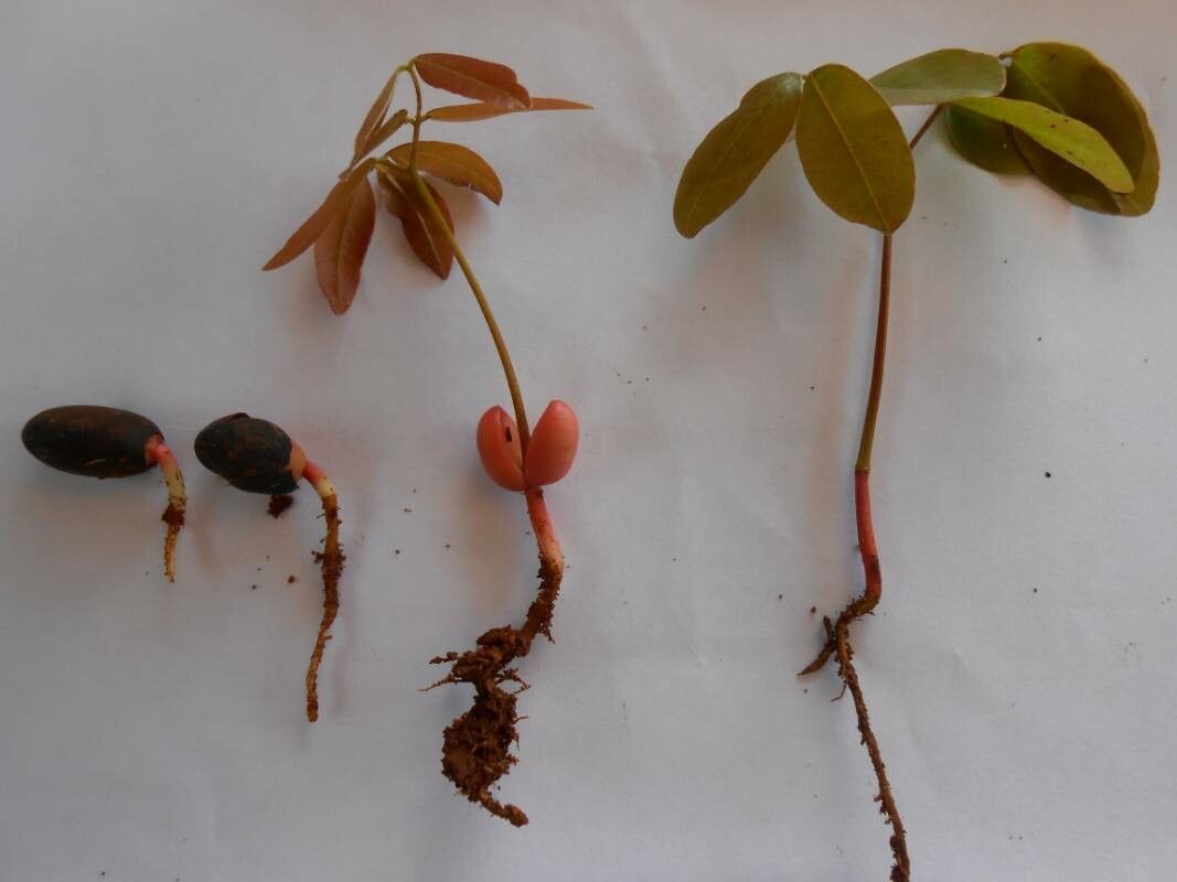 Copaifera langsdorffii fruit