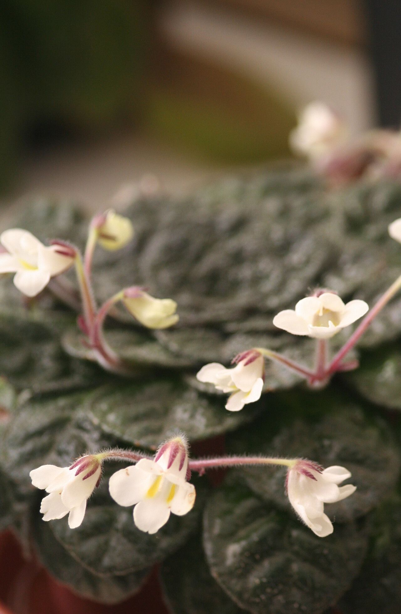 Petrocosmea chrysotricha flower