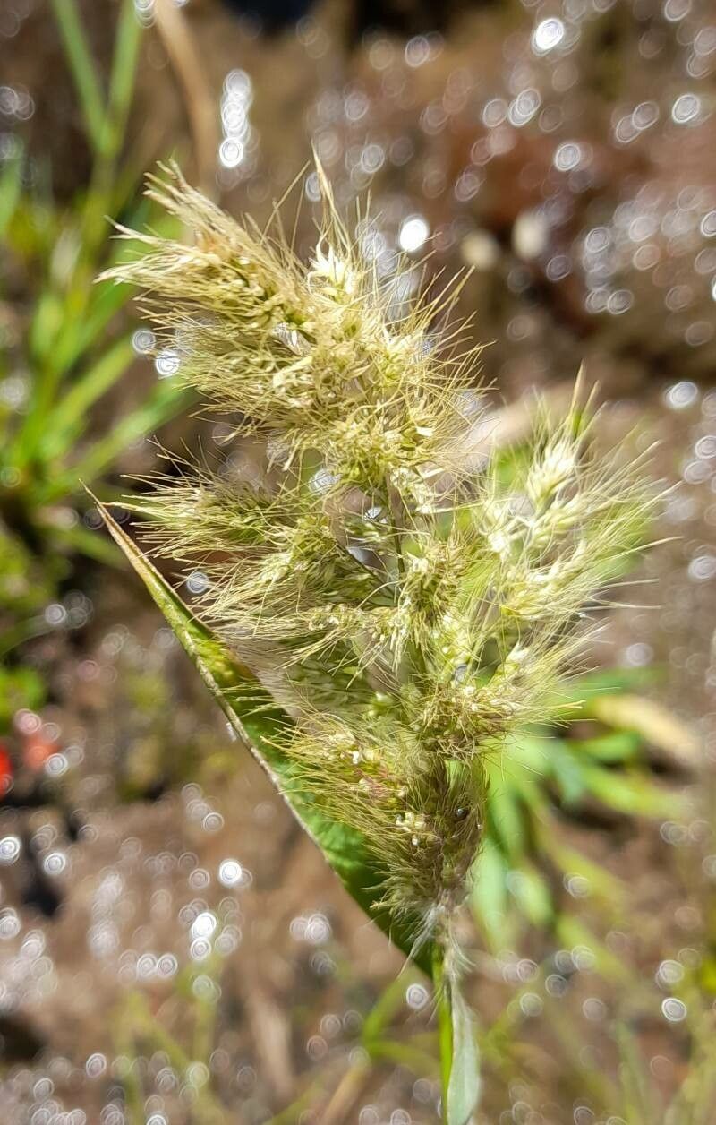 Polypogon australis — related species from the same genus