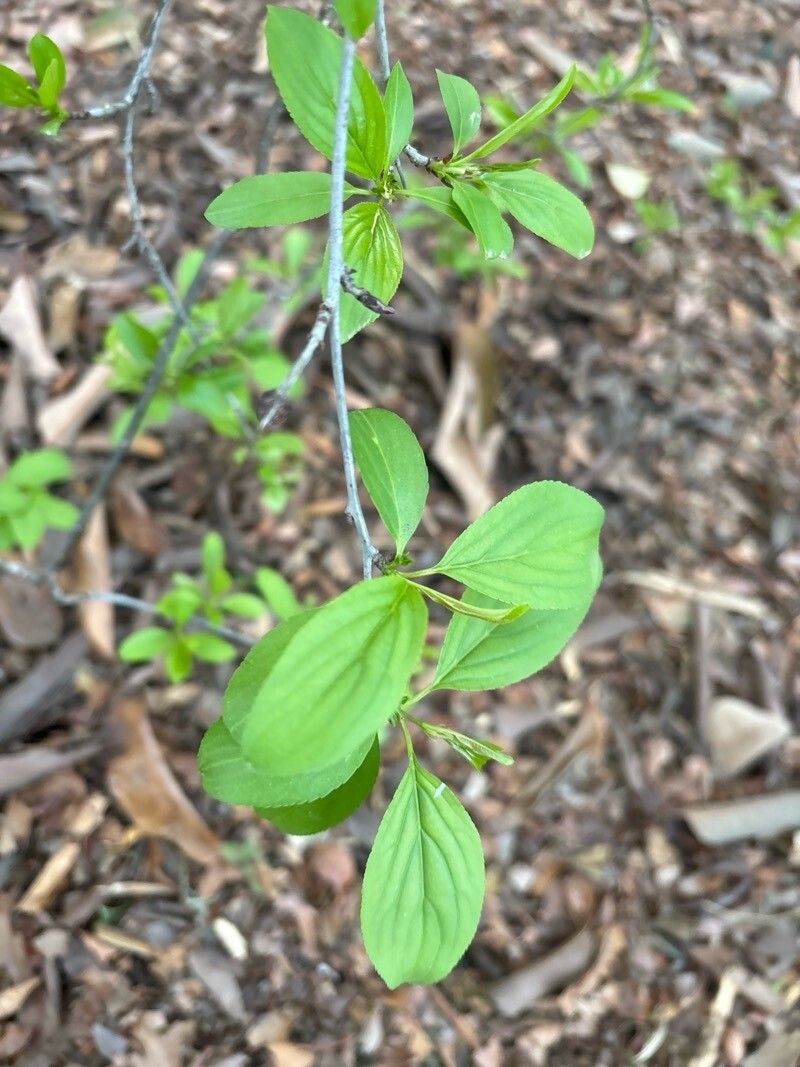 Rhamnus davurica — search result for 'Rhamnus'