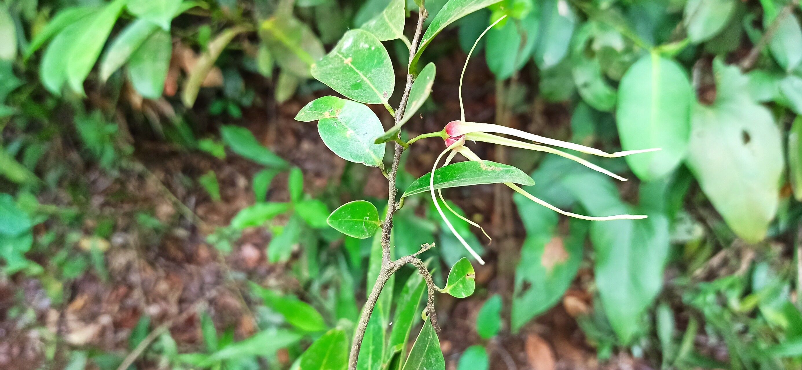 Xylopia longipetala flower