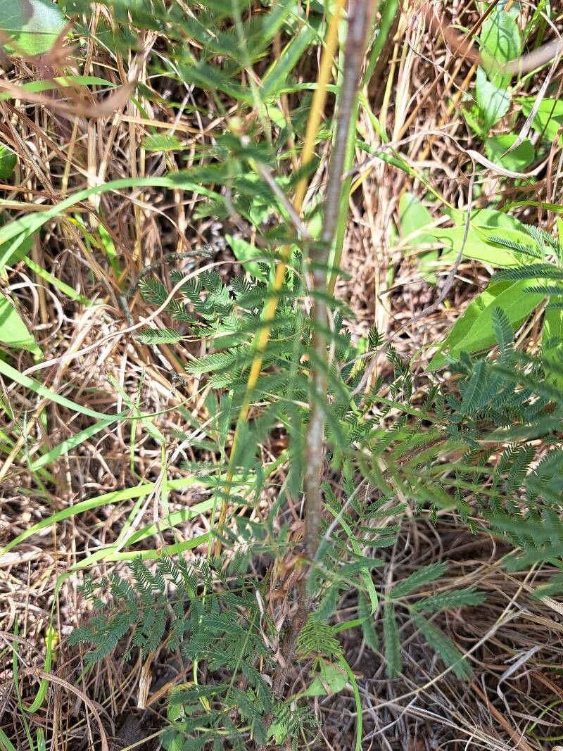 Senegalia brevispica bark