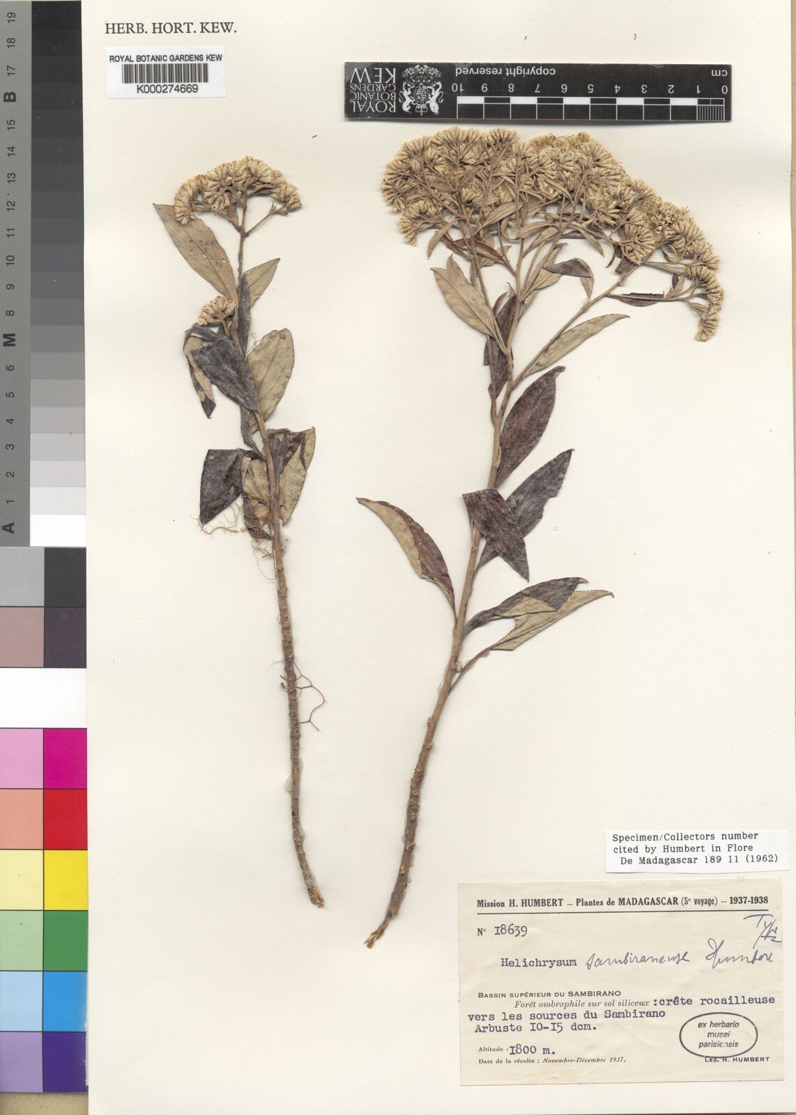 Helichrysum sambiranense — houseplant care guide