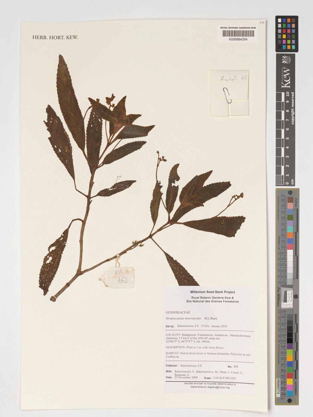 Streptocarpus macropodus — search result for 'Streptocarpus'