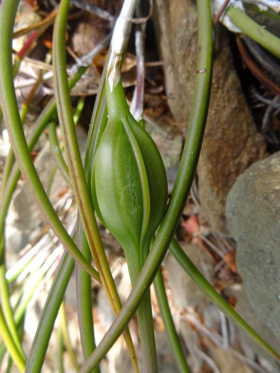 Brassavola cucullata fruit
