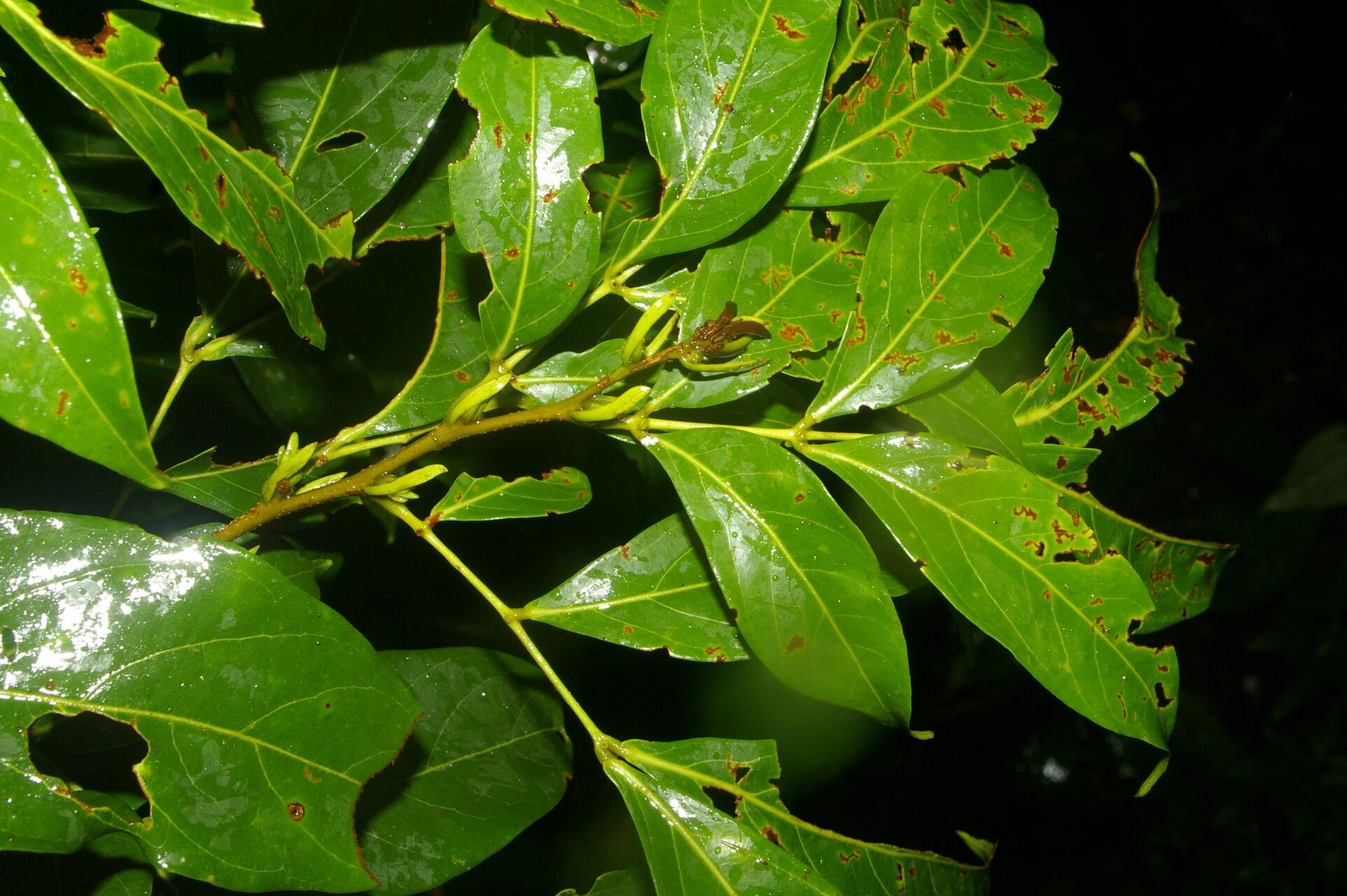 Inga longispica leaf