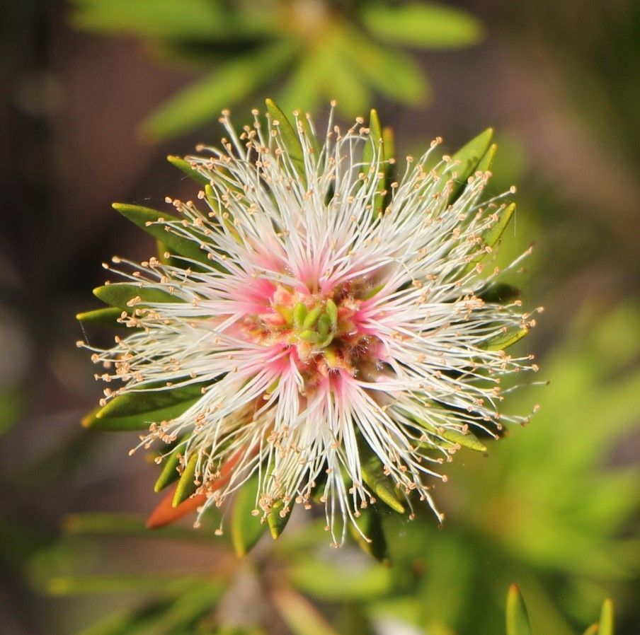 Melaleuca gnidioides — houseplant care guide