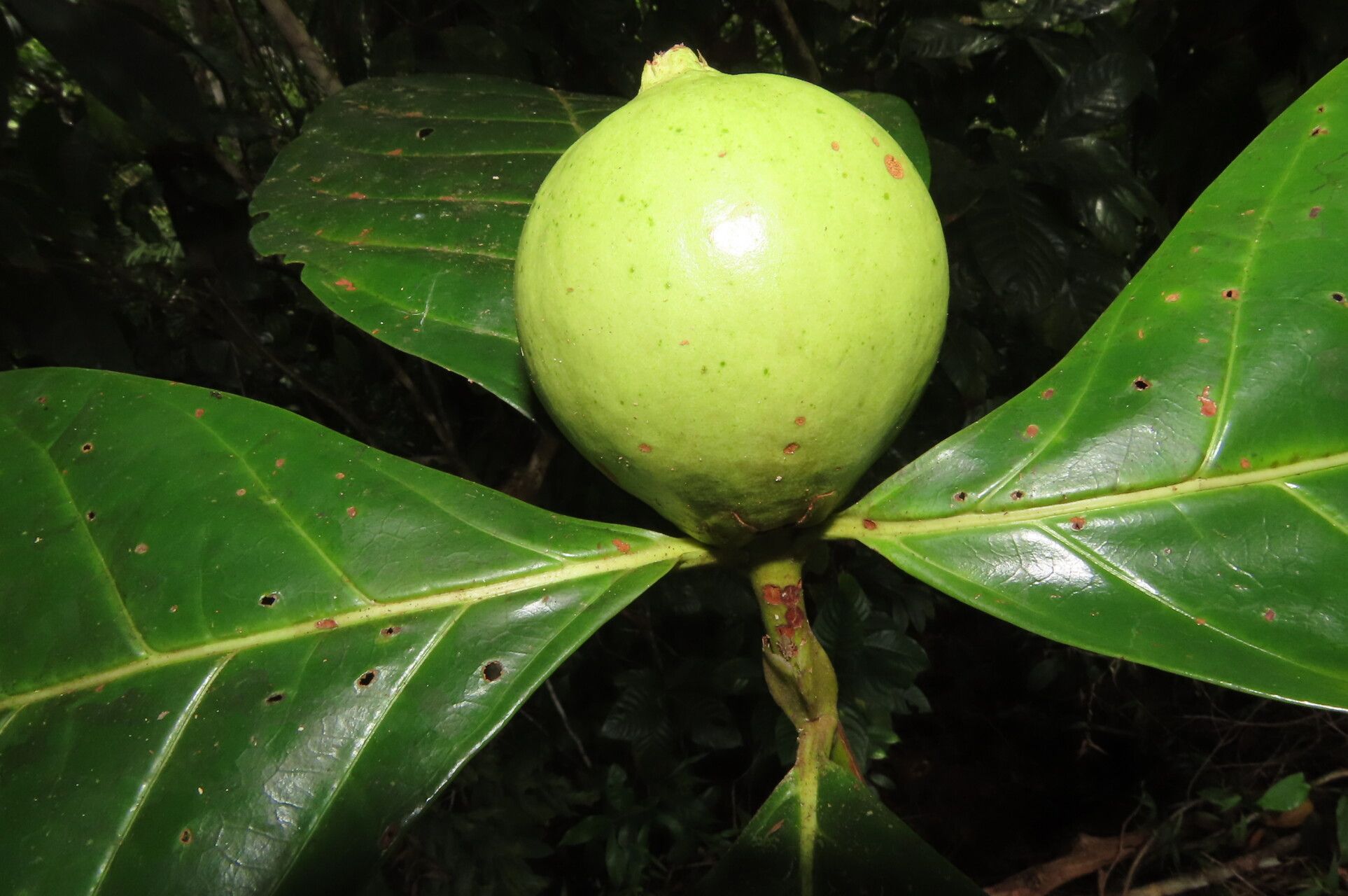 Alibertia atlantica fruit