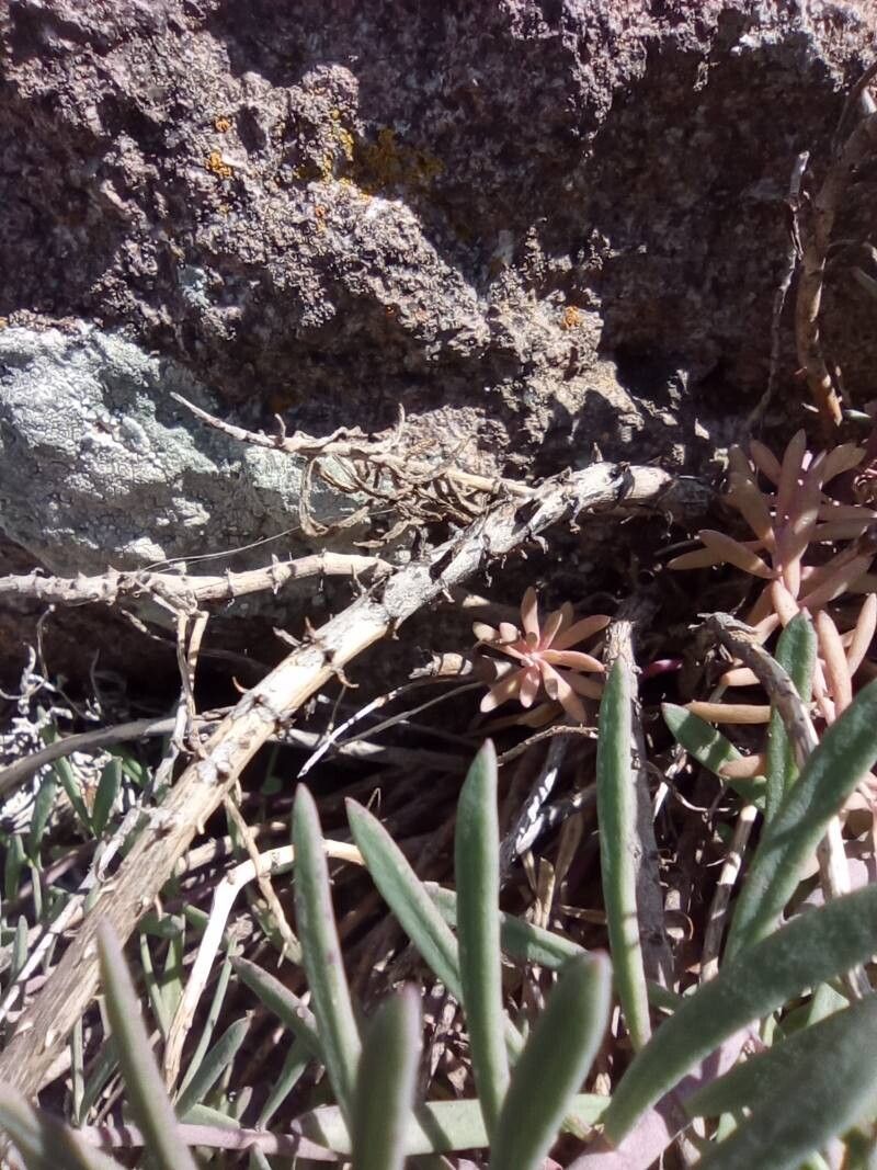 Linaria capraria bark