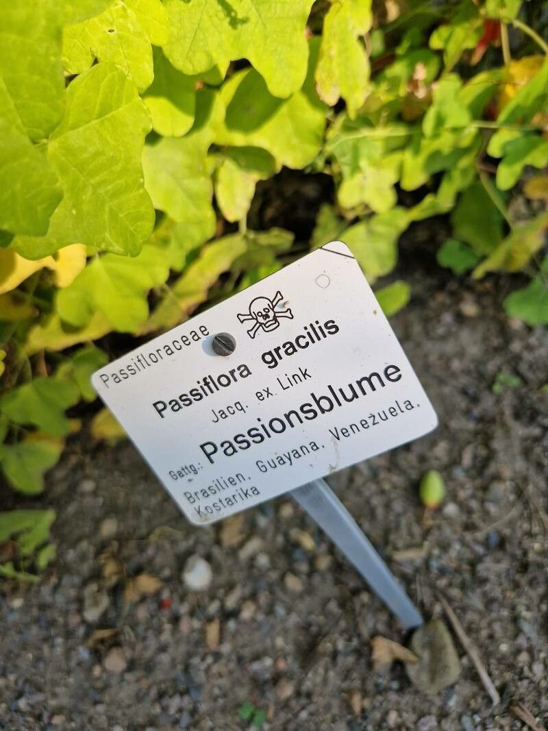 Passiflora gracilis other