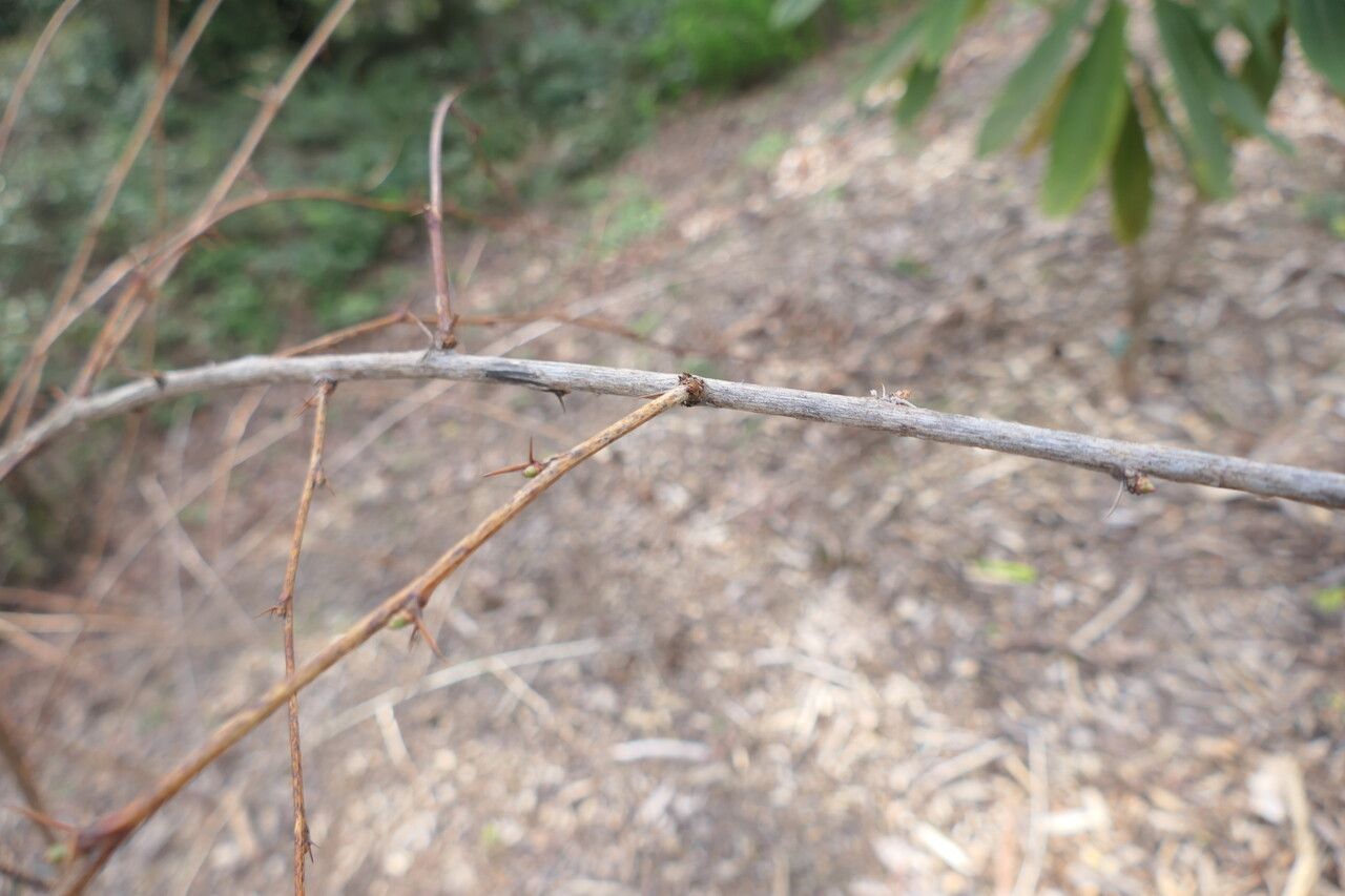 Berberis brachypoda — houseplant care guide