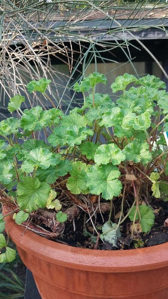 Pelargonium drummondii — houseplant care guide