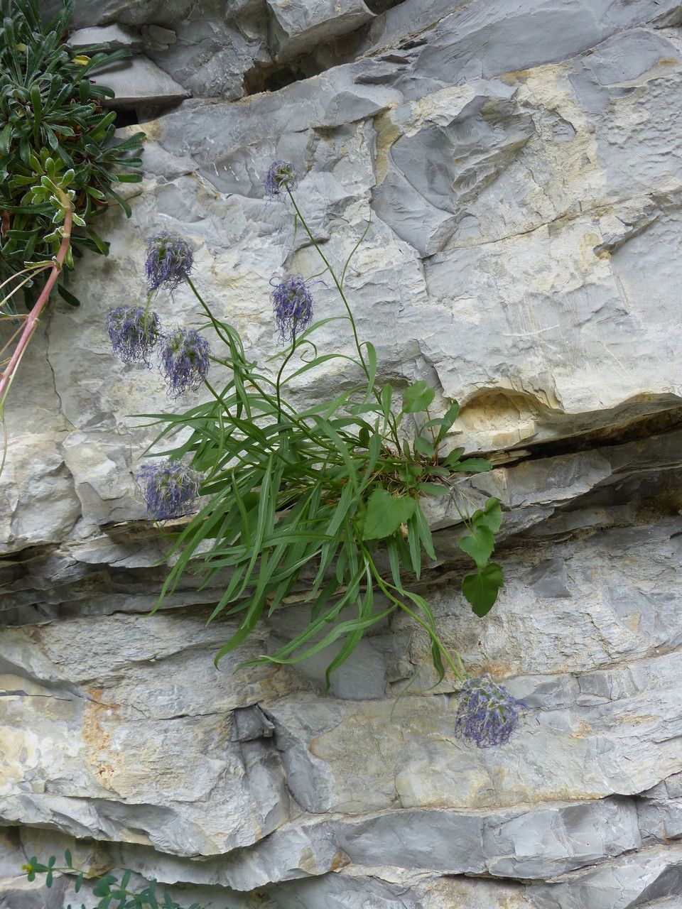 Phyteuma charmelii habit