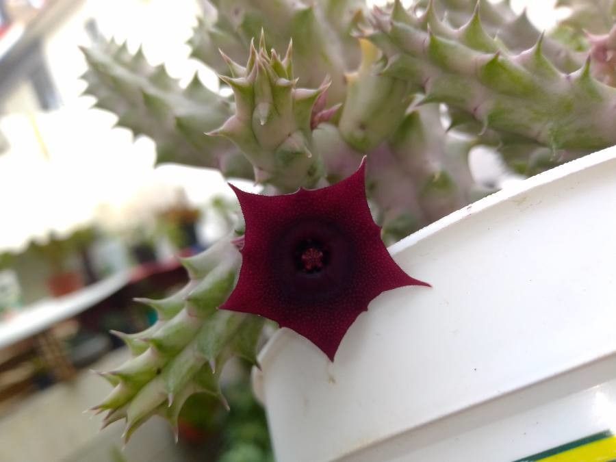 Huernia piersii — search result for 'Huernia'