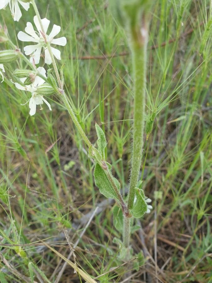 Silene dichotoma leaf