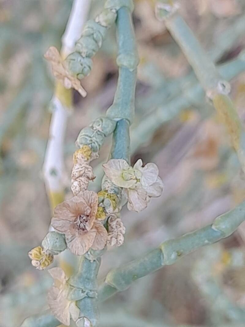 Haloxylon persicum fruit