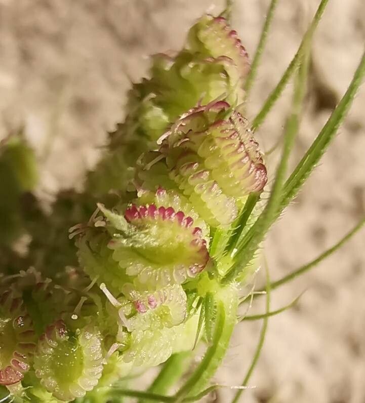 Tordylium officinale fruit