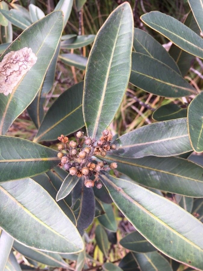 Tristaniopsis glauca fruit
