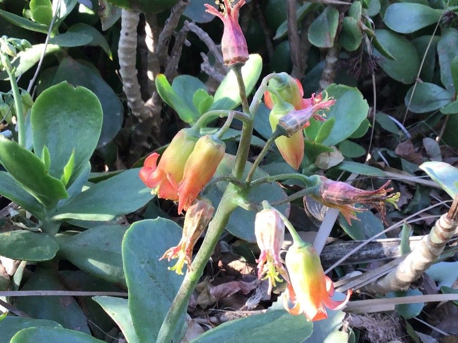 Kleinia grantii flower