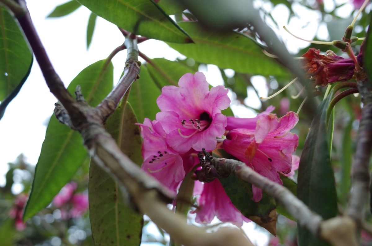 Rhododendron anthosphaerum flower