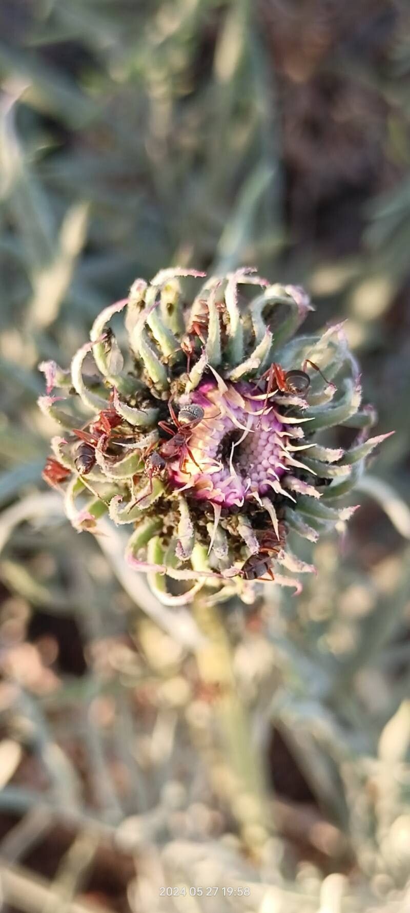 Jurinea cyanoides flower