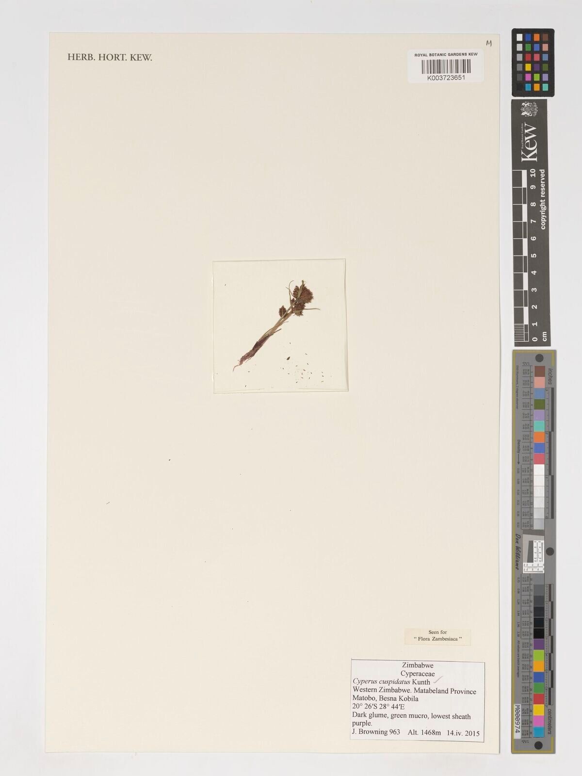 Cyperus betafensis — houseplant care guide