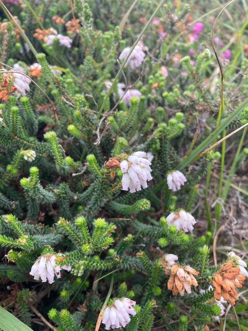 Erica mackaiana habit