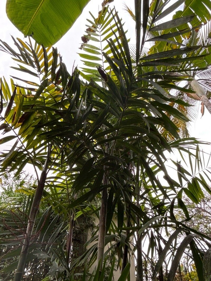 Ptychosperma schefferi — houseplant care guide