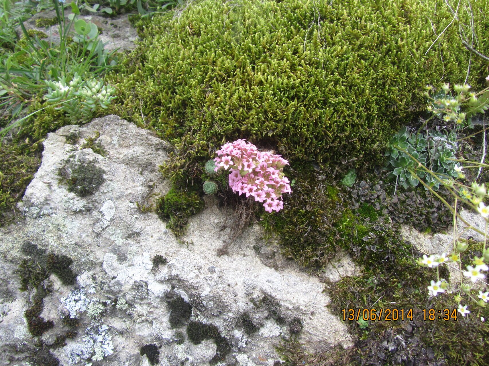 Prometheum pilosum habit