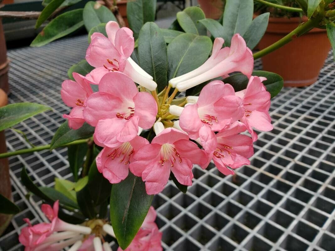 Rhododendron aurigeranum flower