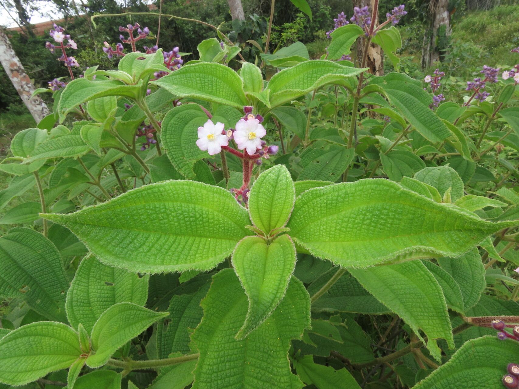 Miconia conospeciosa leaf