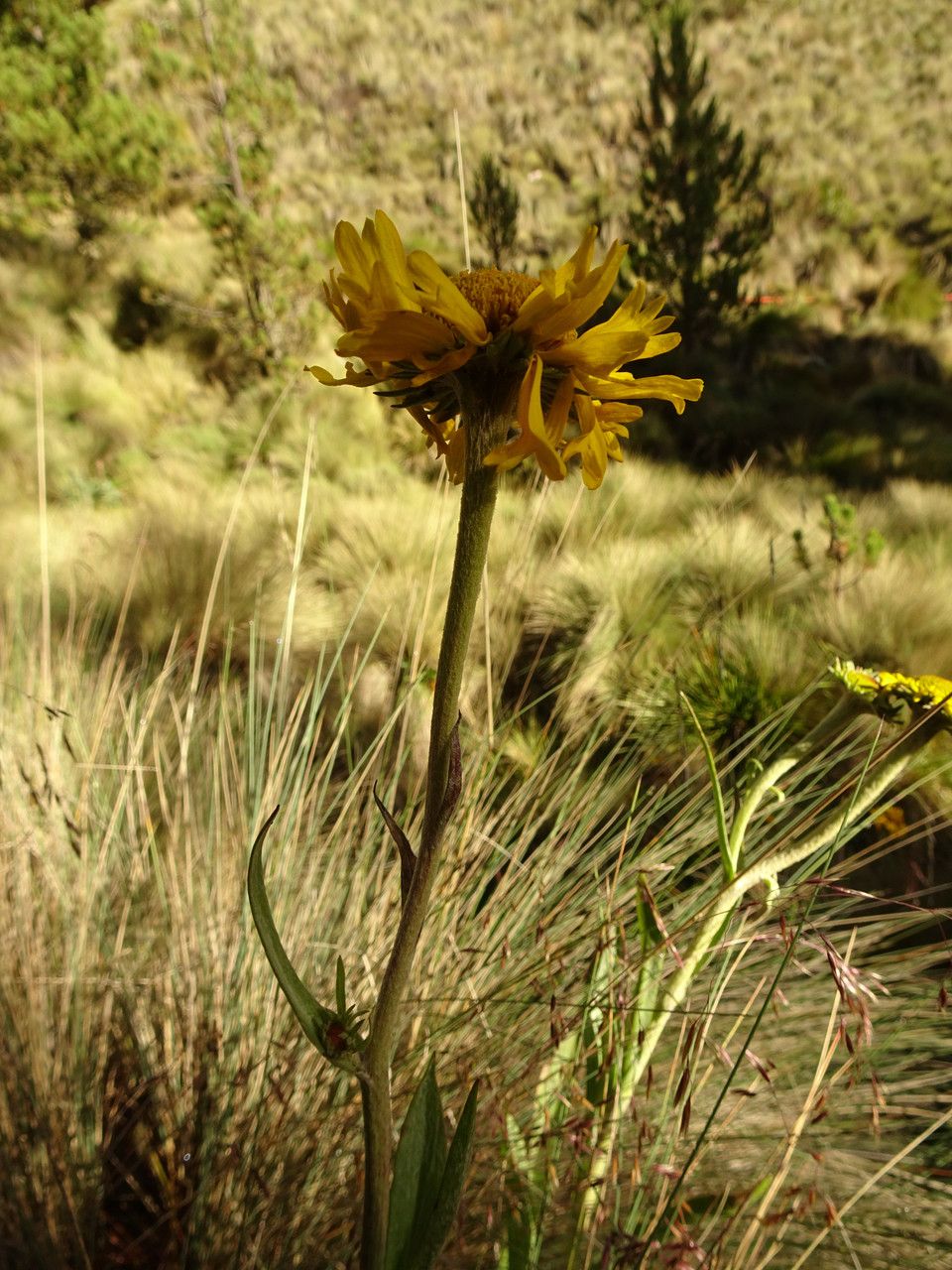 Helenium integrifolium flower