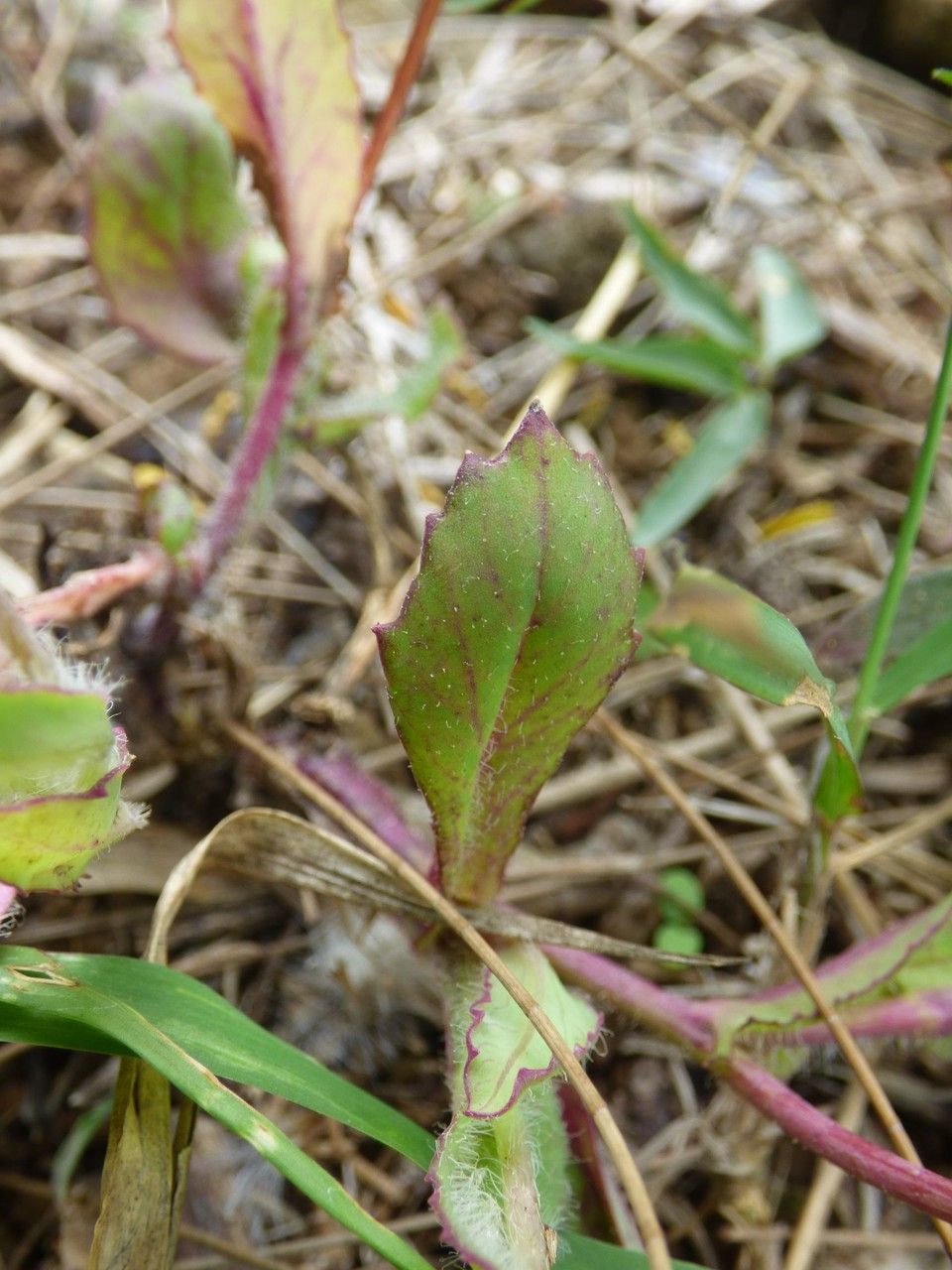 Emilia lyrata — search result for 'Emilia'