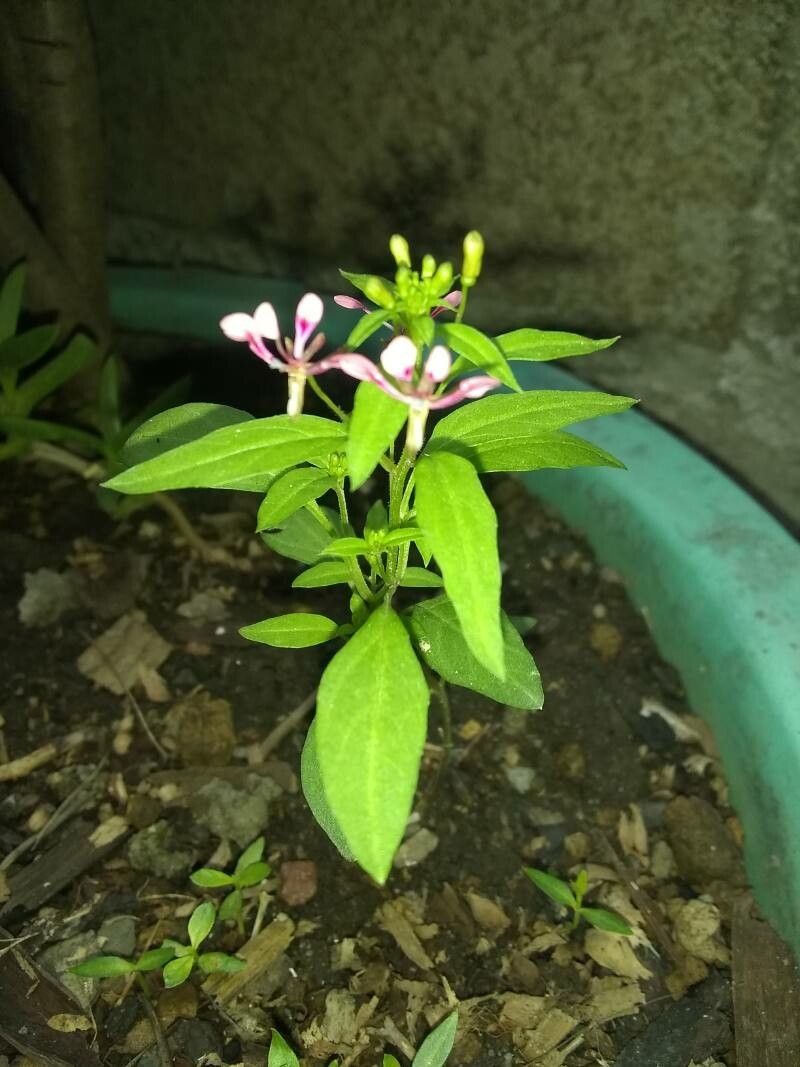 Lopezia racemosa leaf