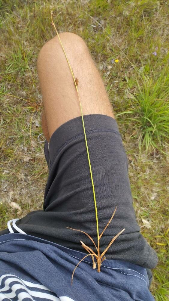 Carex binervis flower