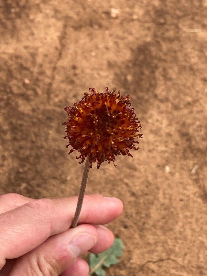 Gaillardia suavis flower