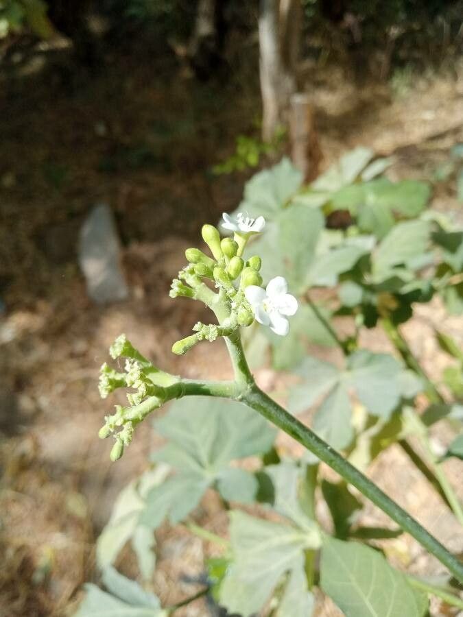 Cnidoscolus aconitifolius flower