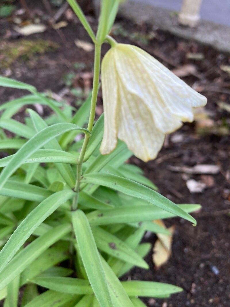 Fritillaria verticillata flower