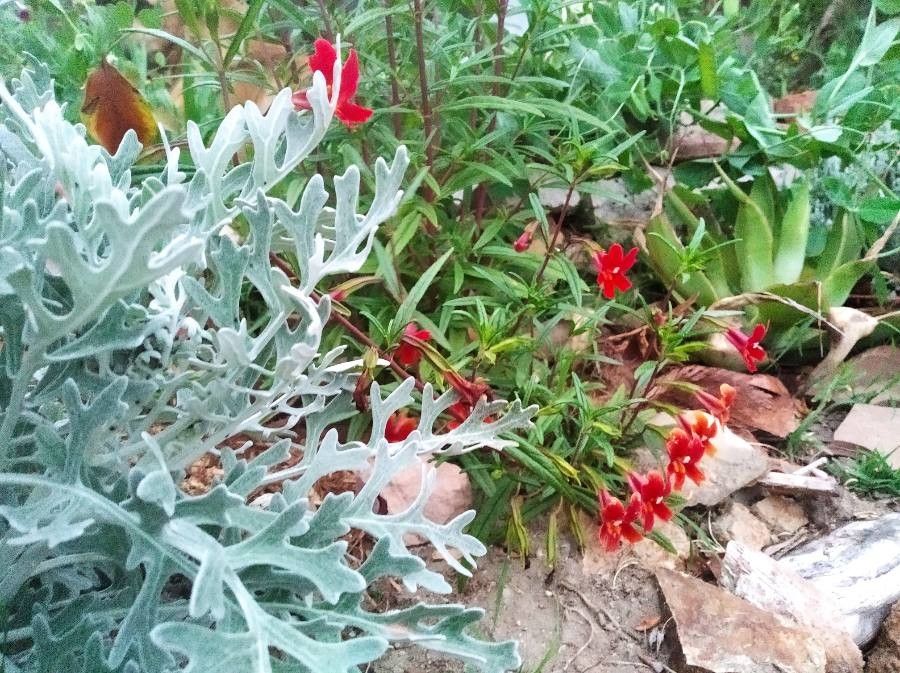 Diplacus puniceus flower