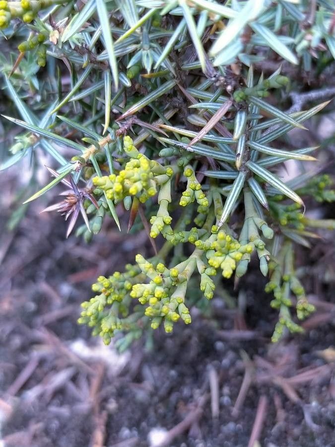 Arceuthobium oxycedri flower