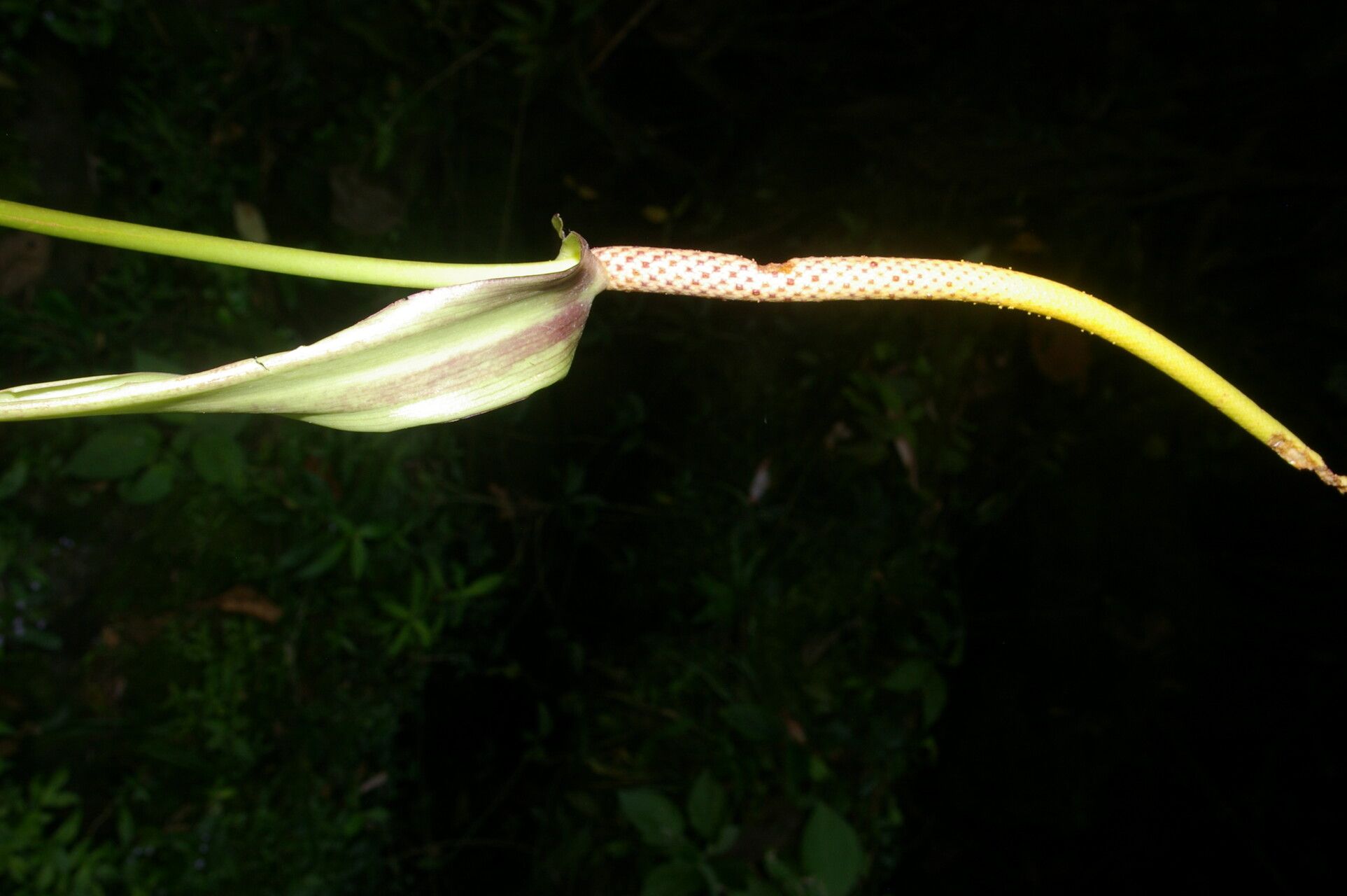 Anthurium propinquum flower