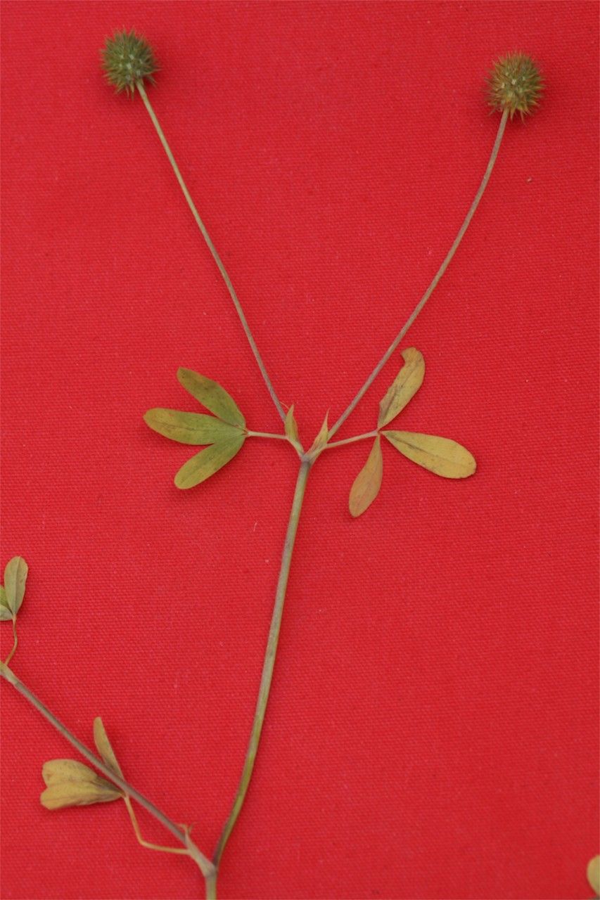 Trifolium leucanthum leaf