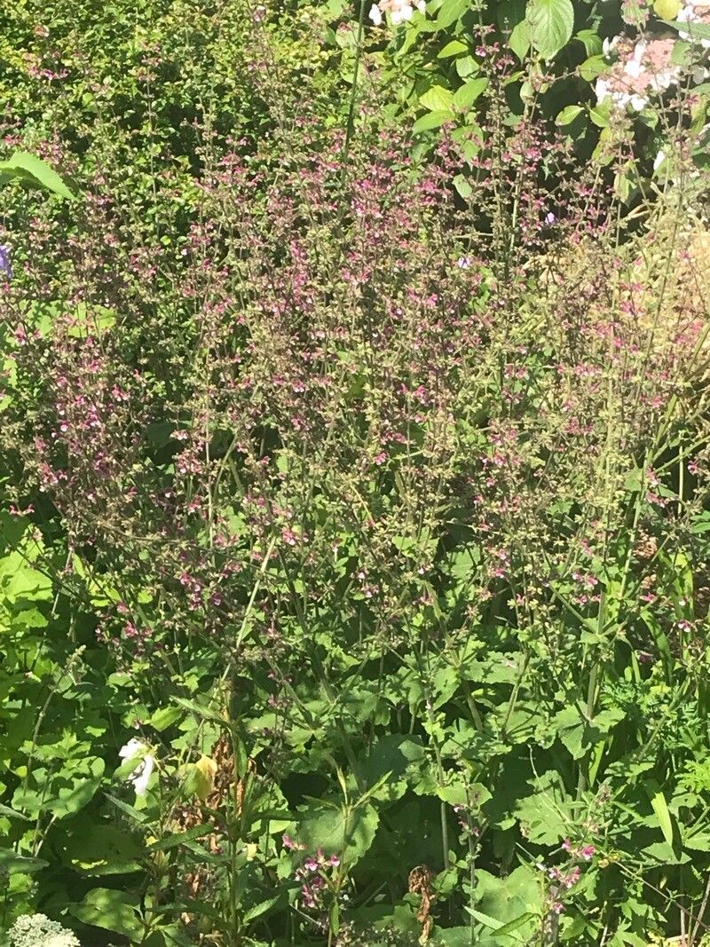 Salvia viscosa habit