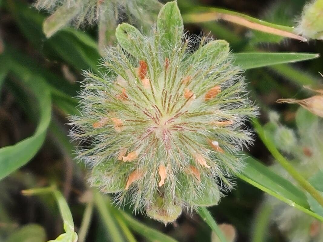 Trifolium cherleri leaf