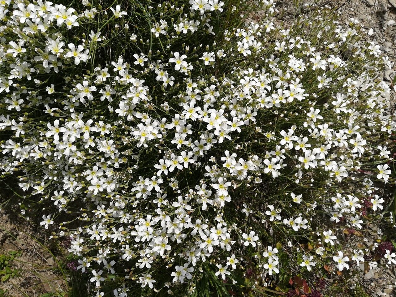 Minuartia laricifolia habit